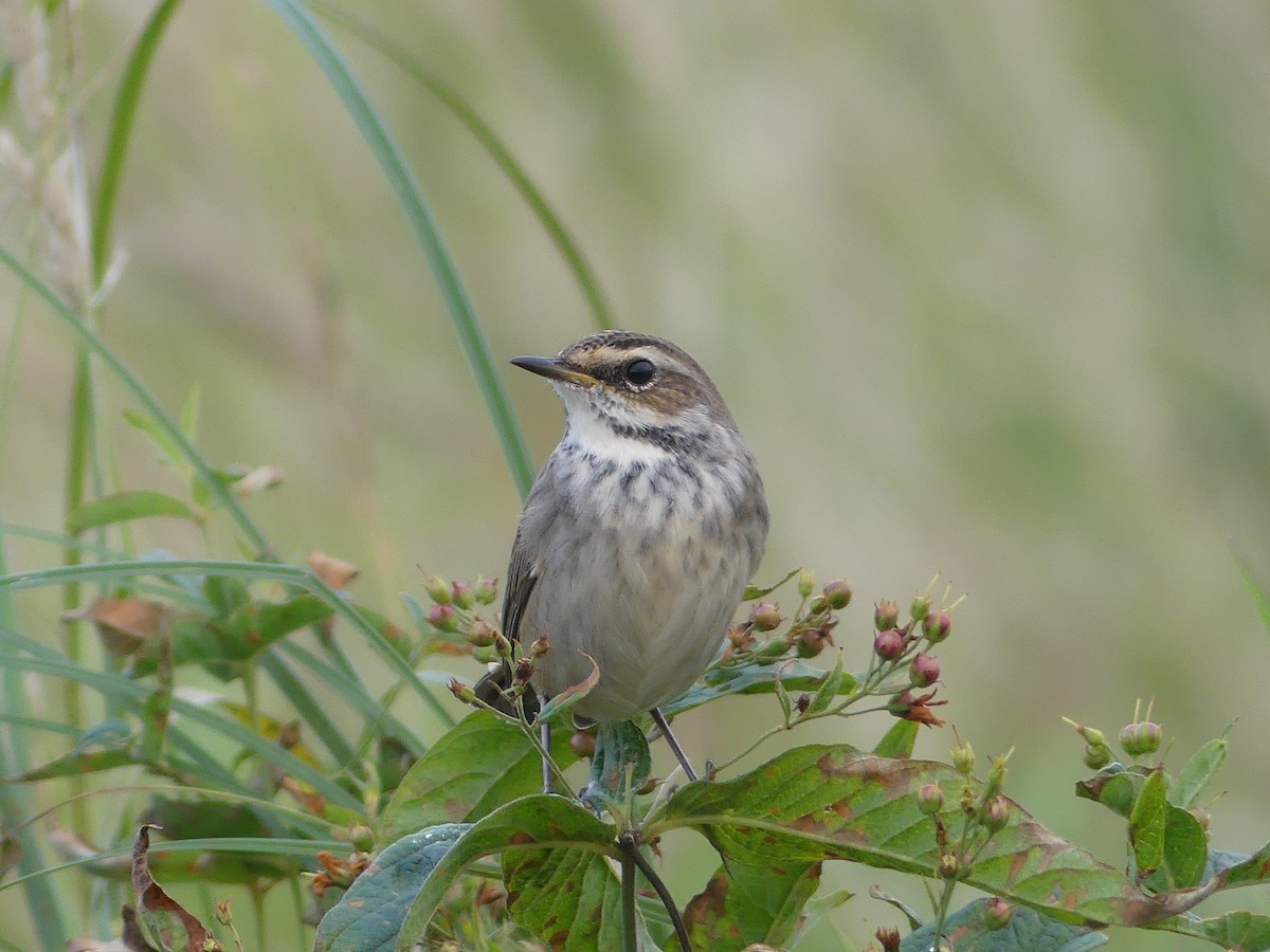 Bluethroat - ML363449801