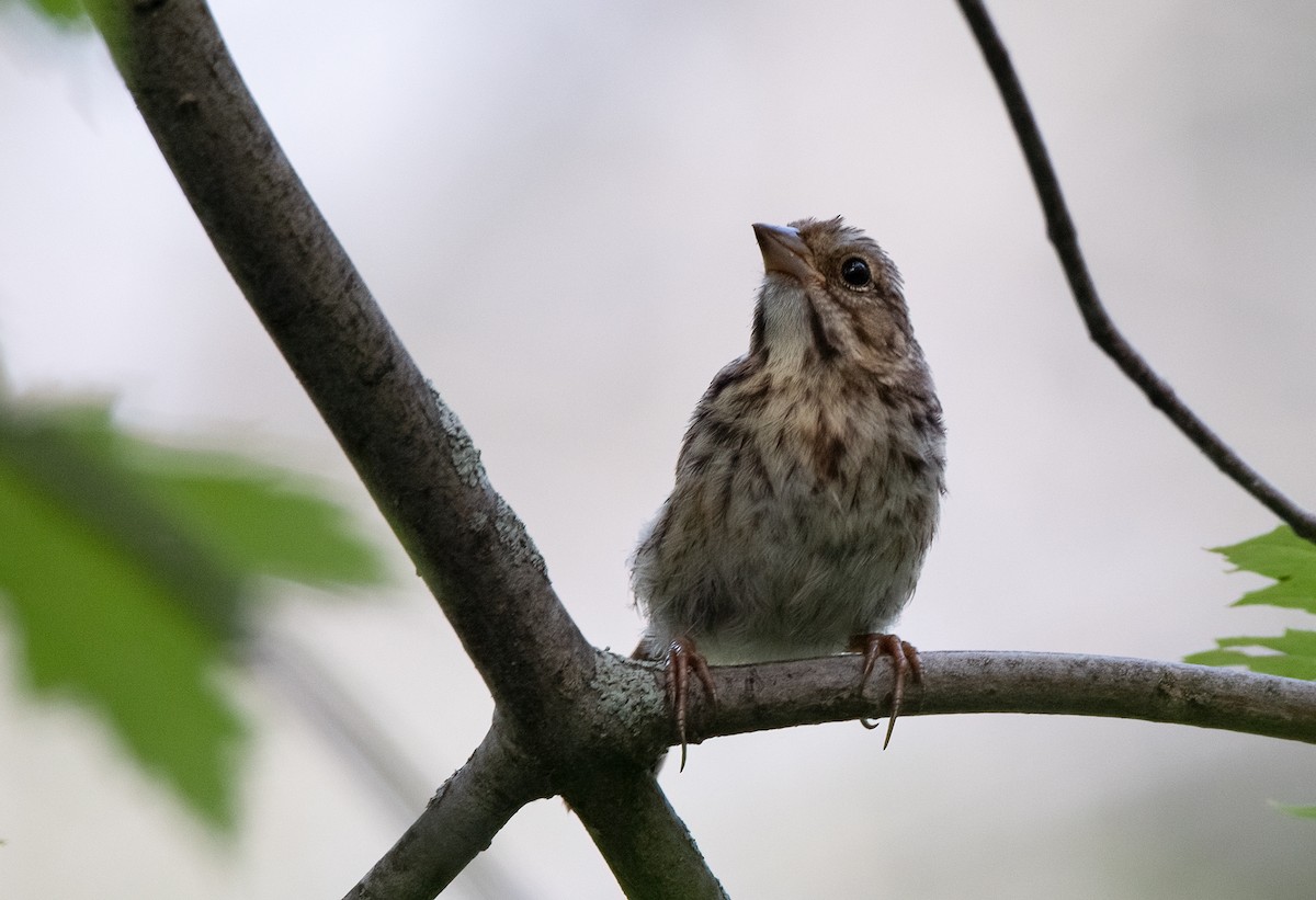 Song Sparrow - ML363449821