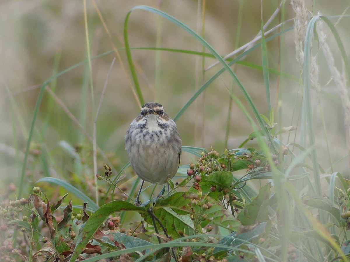 Bluethroat - ML363449831