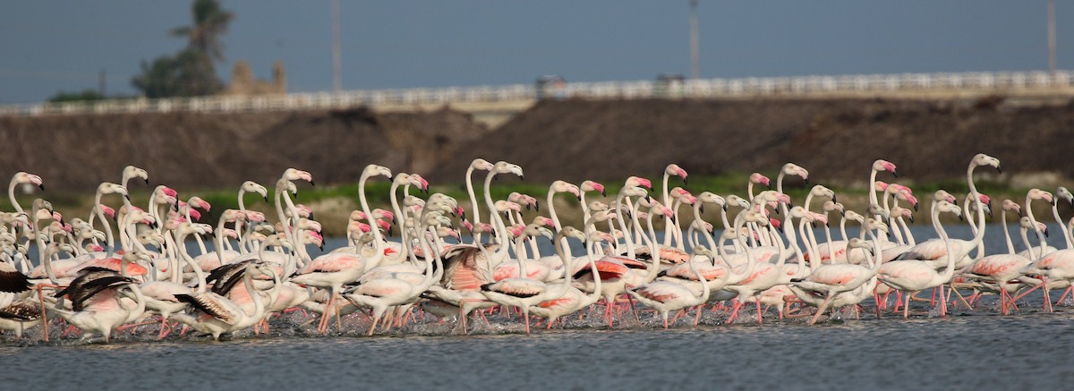 Greater Flamingo - ML363450891