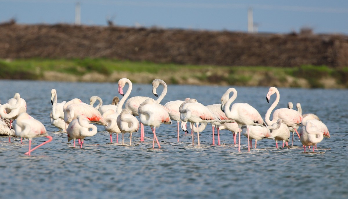 Greater Flamingo - ML363450901