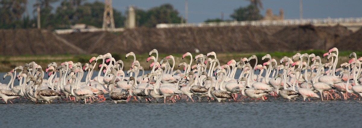 Greater Flamingo - ML363450911