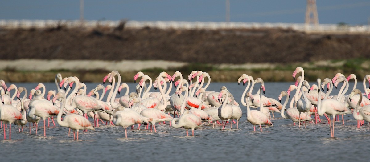 rosenflamingo - ML363450921