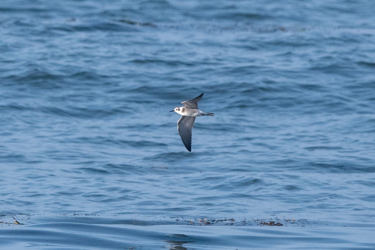 Black Tern - ML363451551