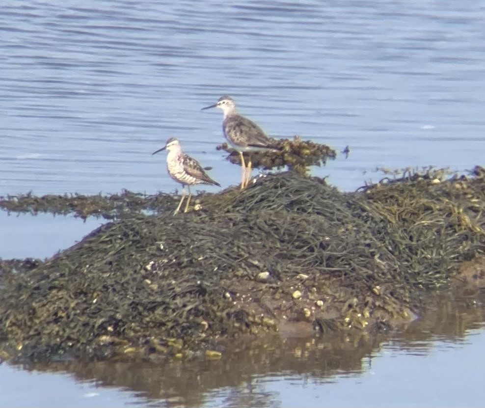 Stilt Sandpiper - ML363452681