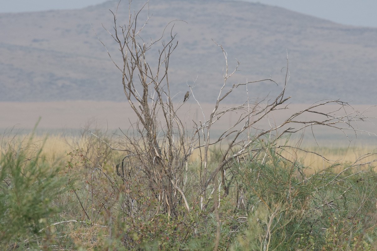 Cuitlacoche de las Artemisas - ML363455051