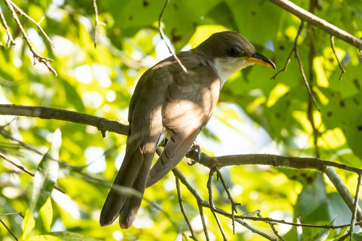 Yellow-billed Cuckoo - ML363455821