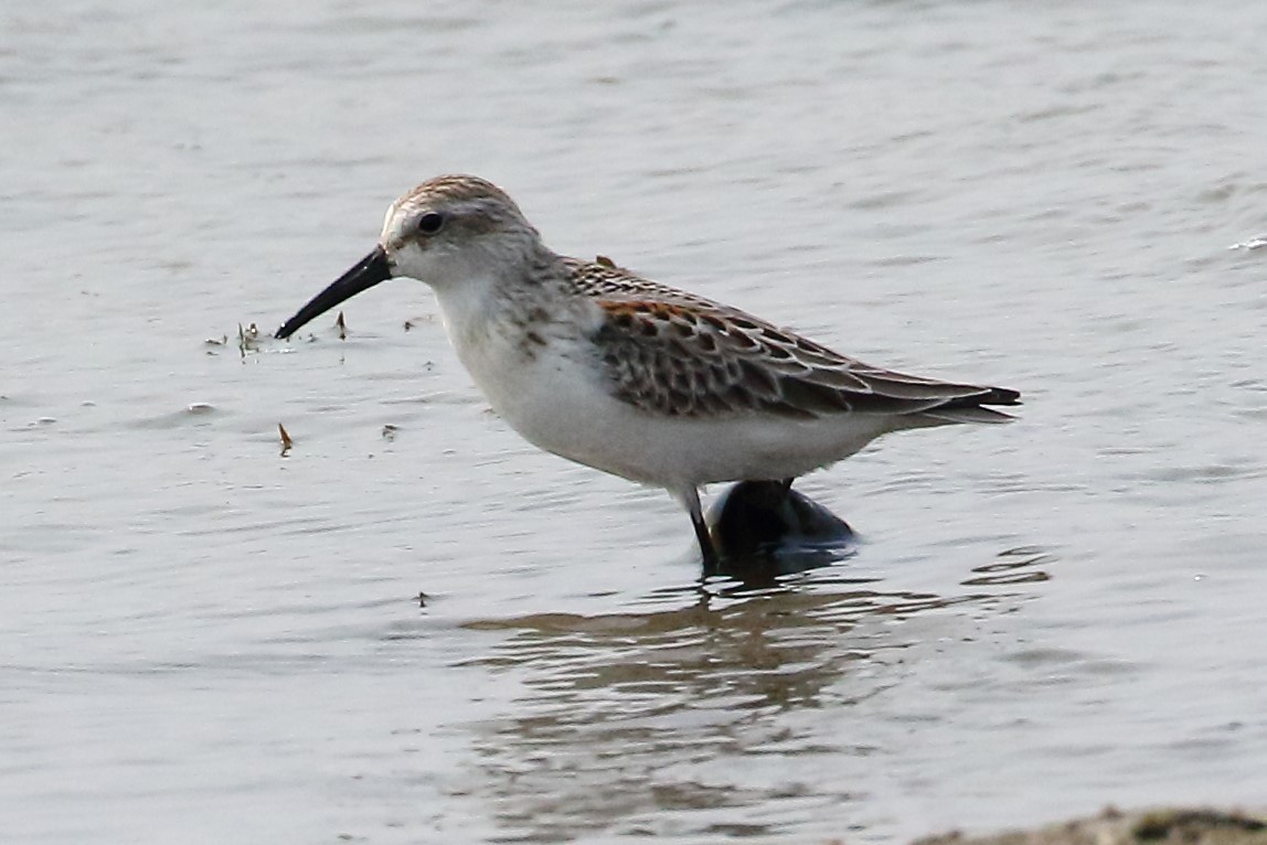 Western Sandpiper - ML363457221