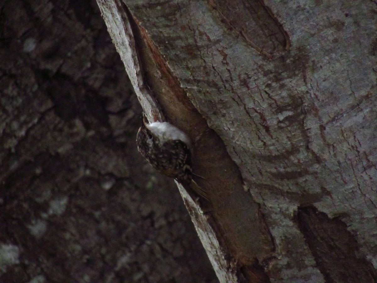 Brown Creeper - ML363457851