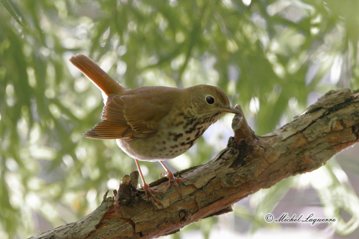 Hermit Thrush - ML36345851