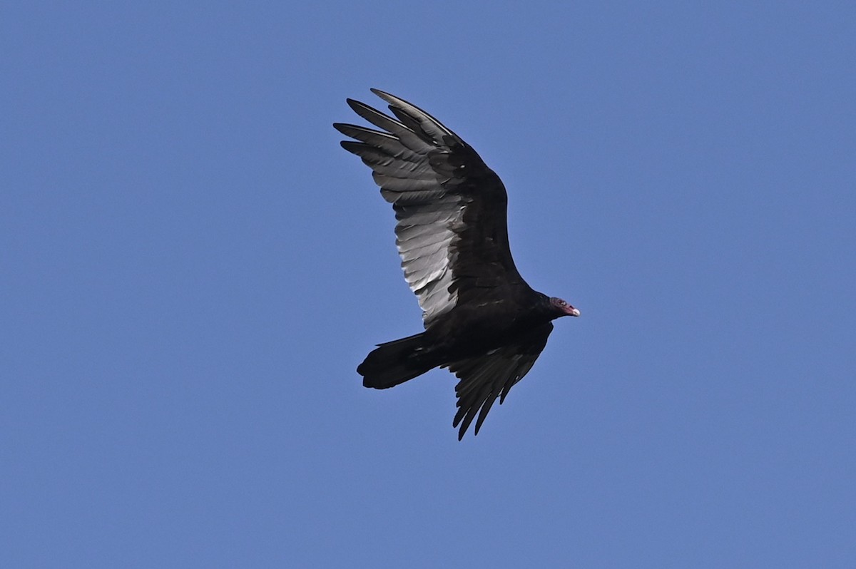 Turkey Vulture - ML363458781