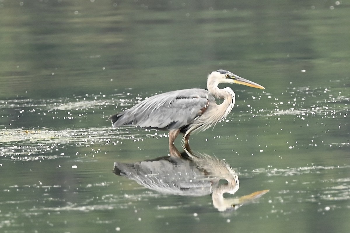 Great Blue Heron - ML363458811