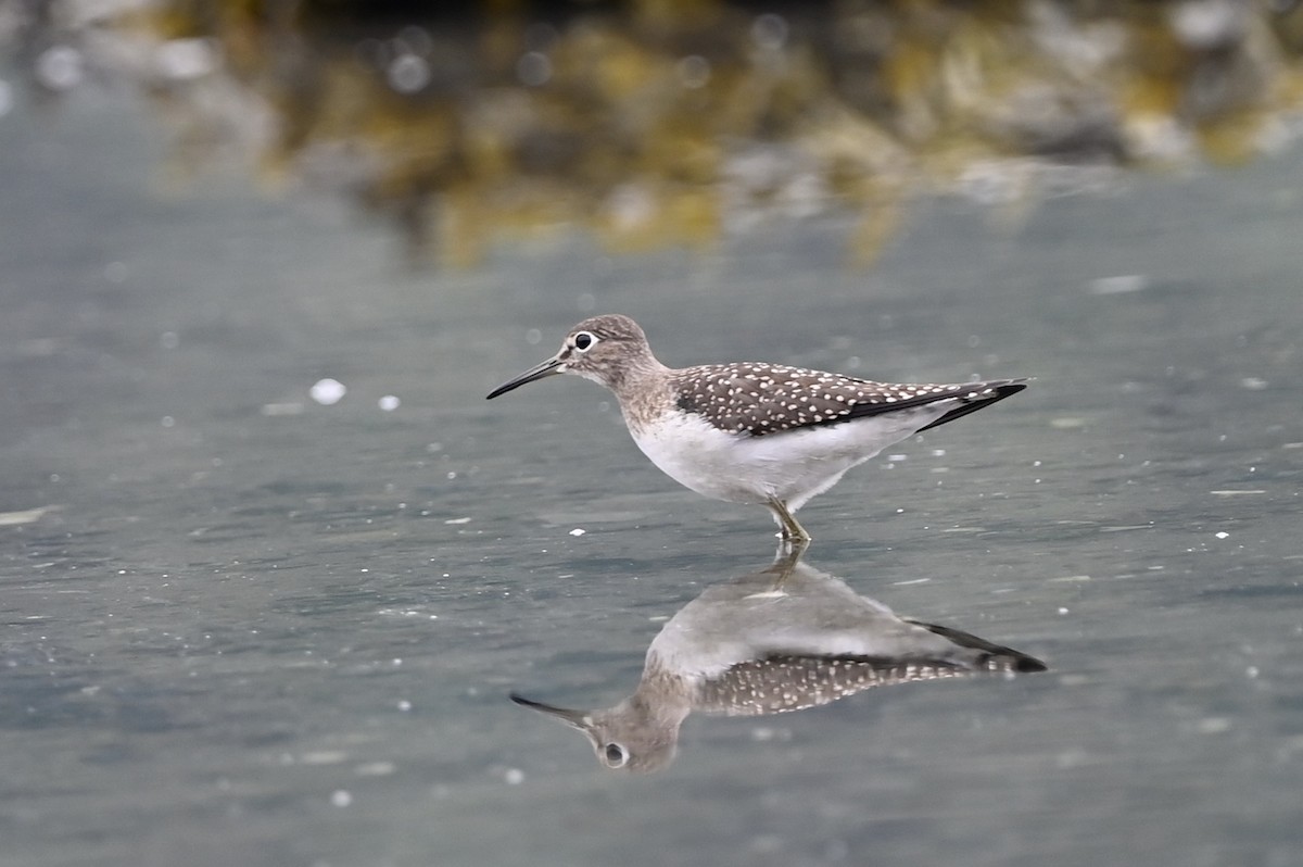 Solitary Sandpiper - ML363458881