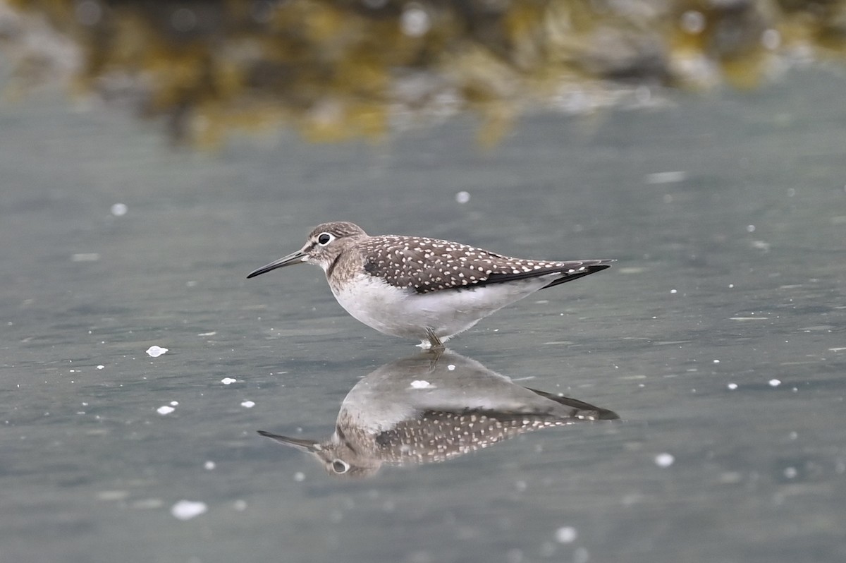 Solitary Sandpiper - ML363458891