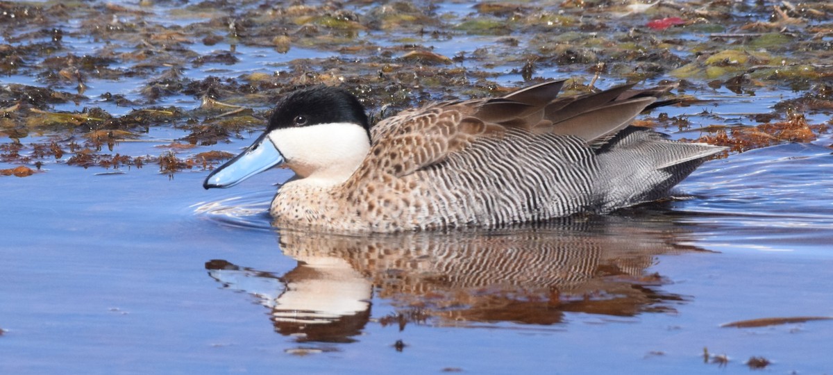 Puna Teal - Joel Díaz Aranda