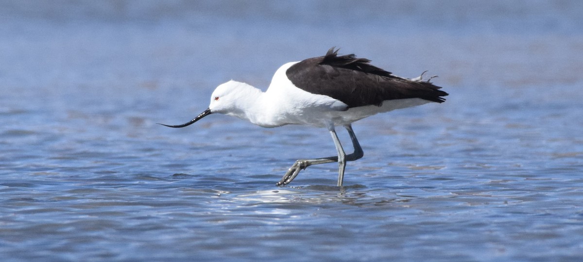 Andean Avocet - Joel Díaz Aranda