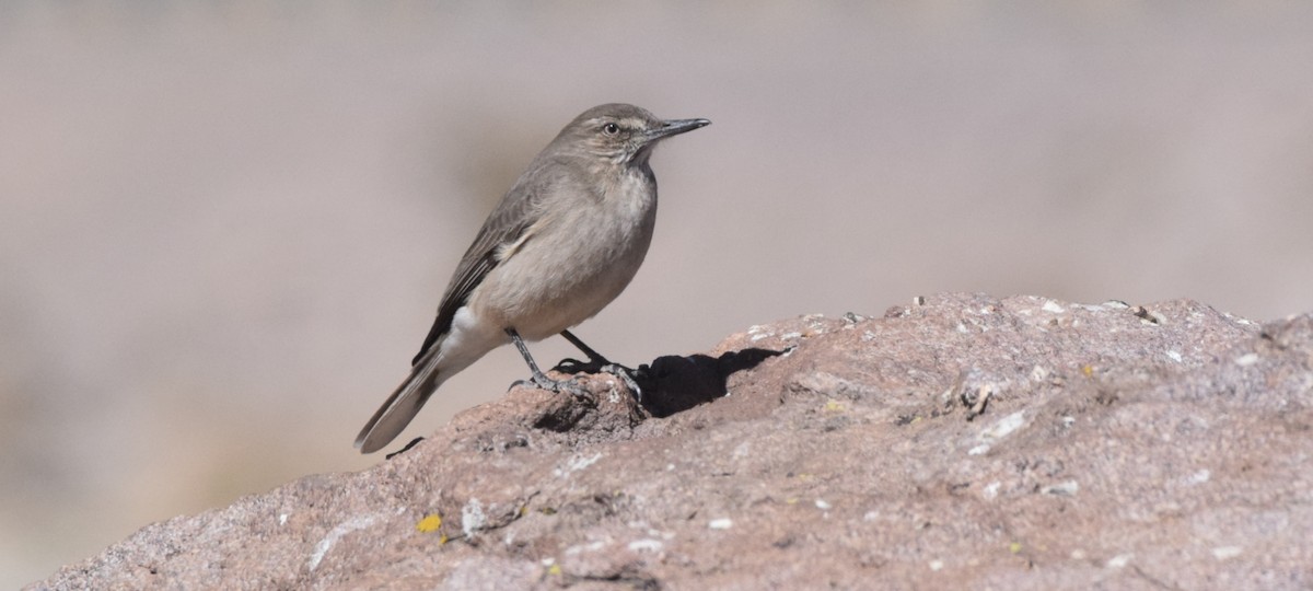 Black-billed Shrike-Tyrant - ML363460321