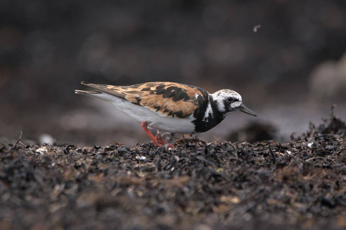 Ruddy Turnstone - ML363462061