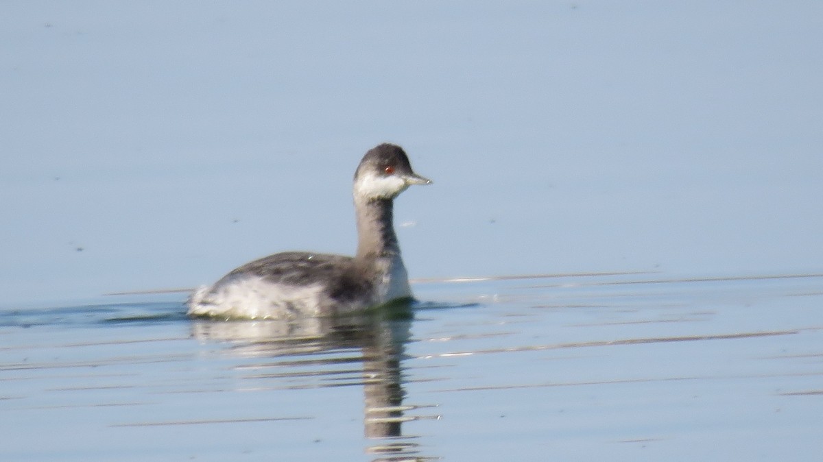 Eared Grebe - ML36346211