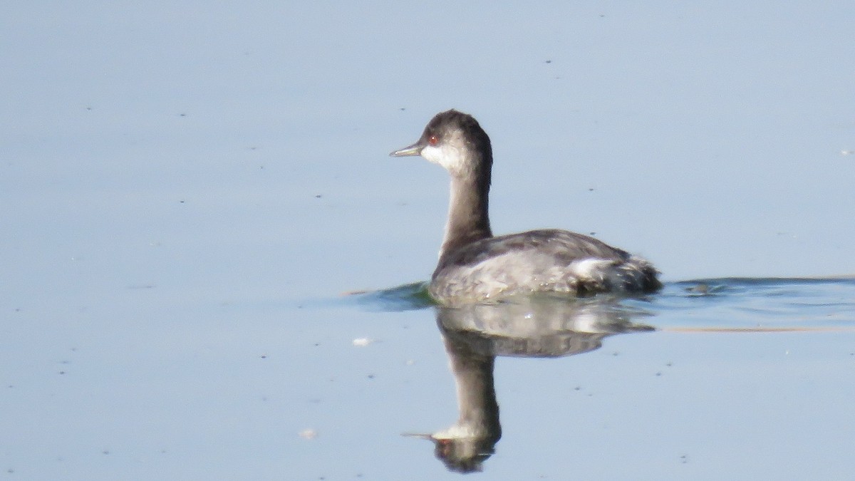 Eared Grebe - ML36346241