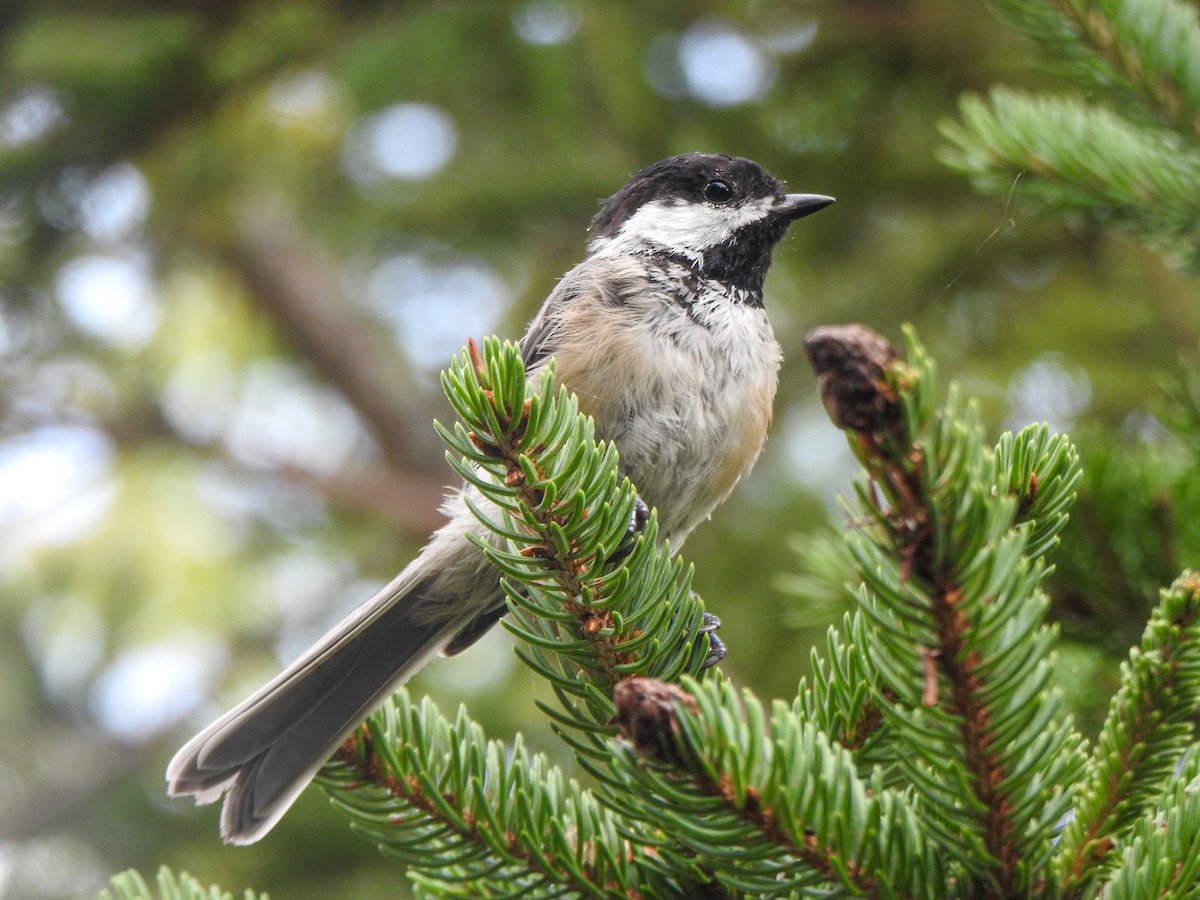 Black-capped Chickadee - ML363462961