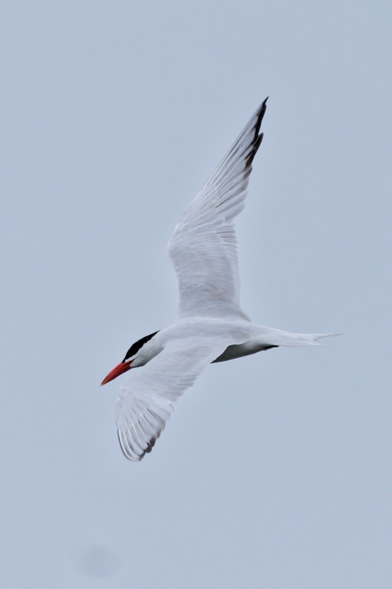 Caspian Tern - Brock Gunter-Smith