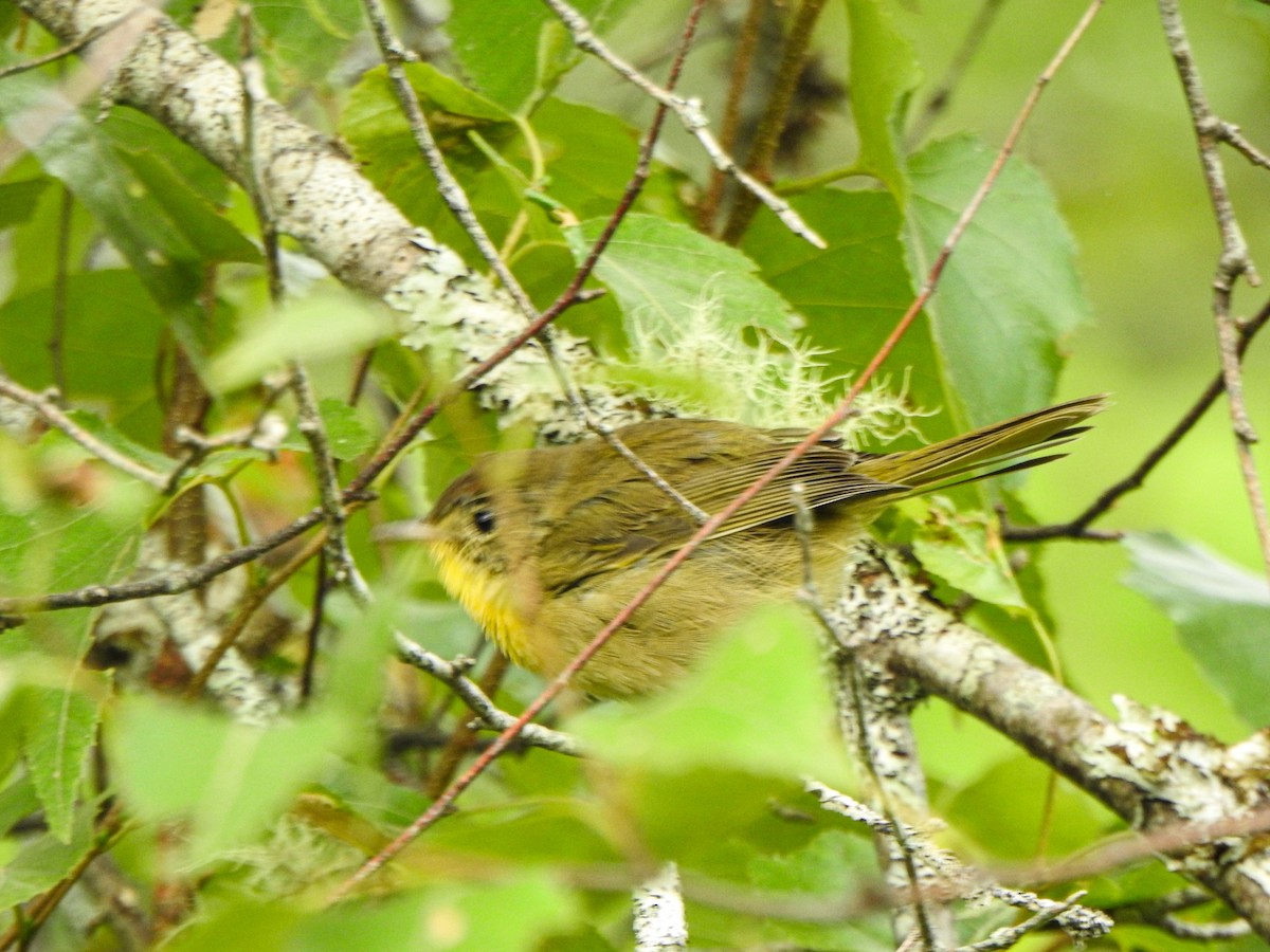 Common Yellowthroat - ML363463181