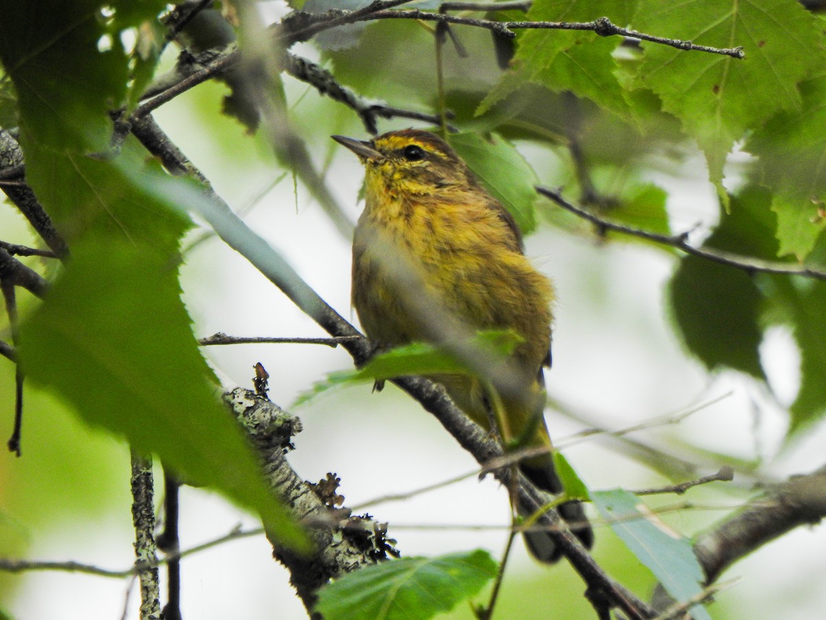 Palm Warbler - ML363463981