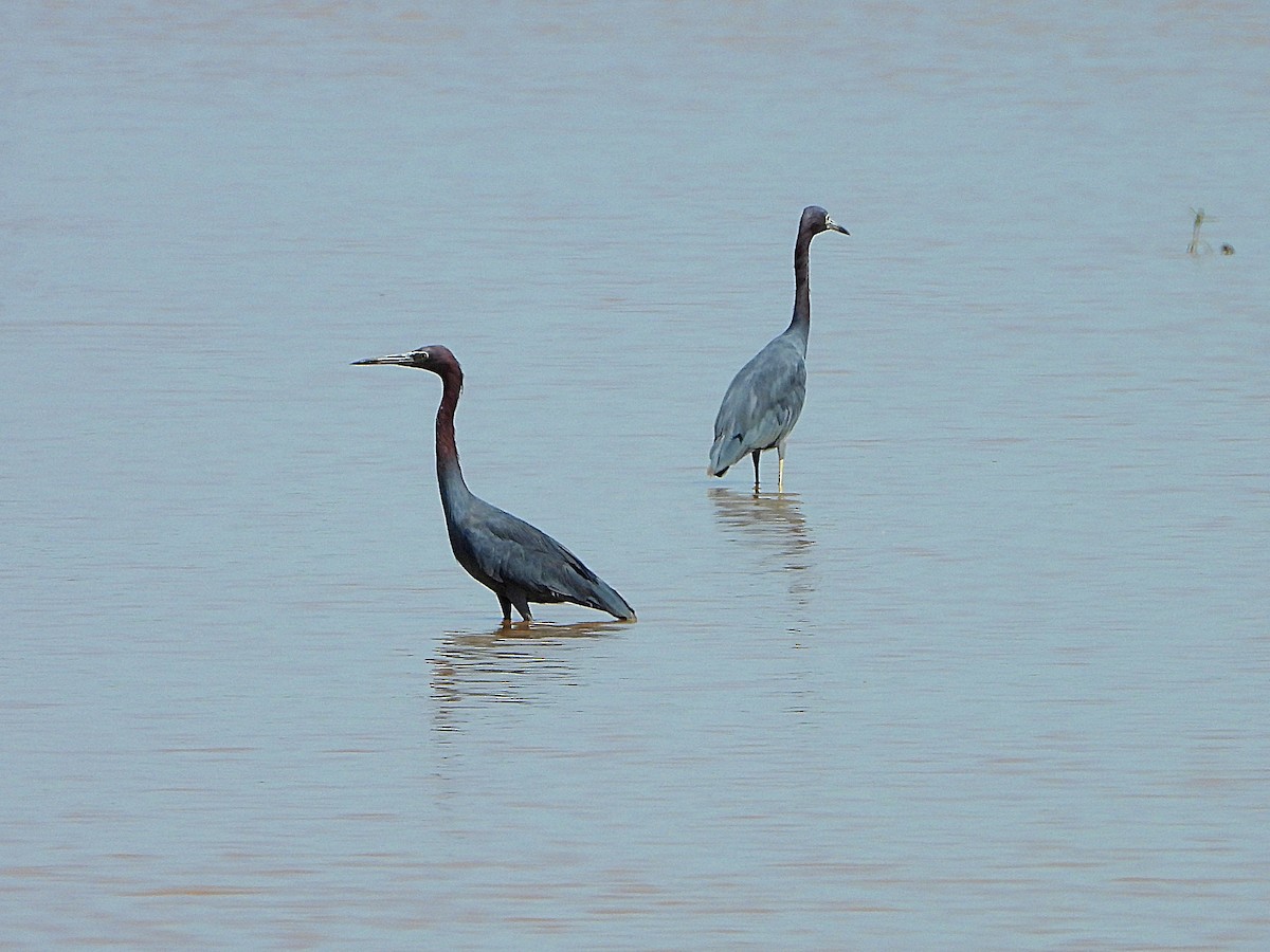 Little Blue Heron - Michael Musumeche