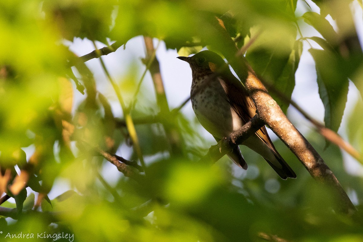 Swainson's Thrush - ML363466081