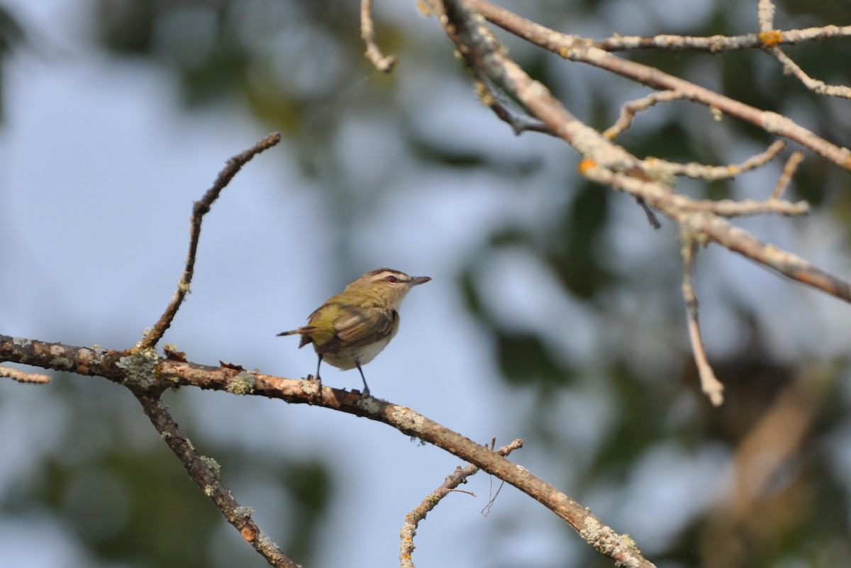 Red-eyed Vireo - ML363466281