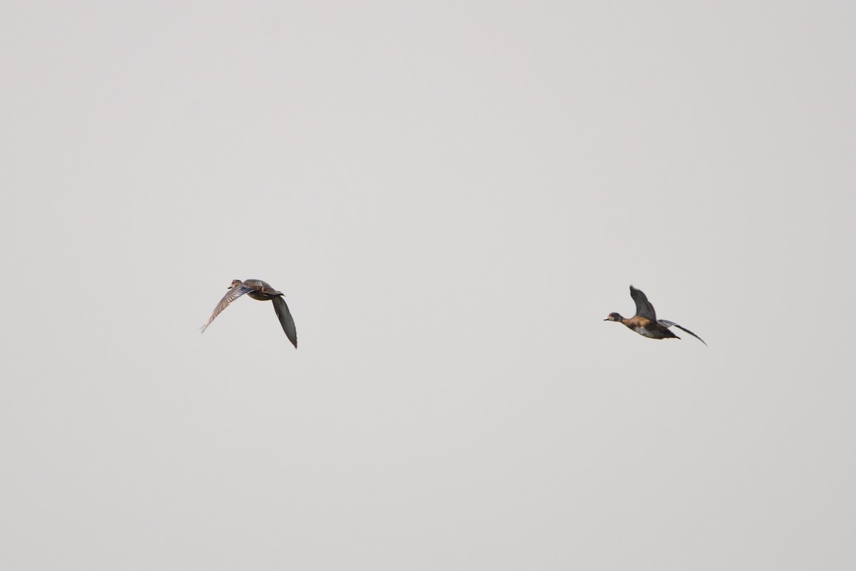 Wood Duck - ML363466731