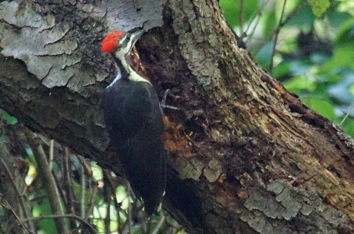 Pileated Woodpecker - ML363466841