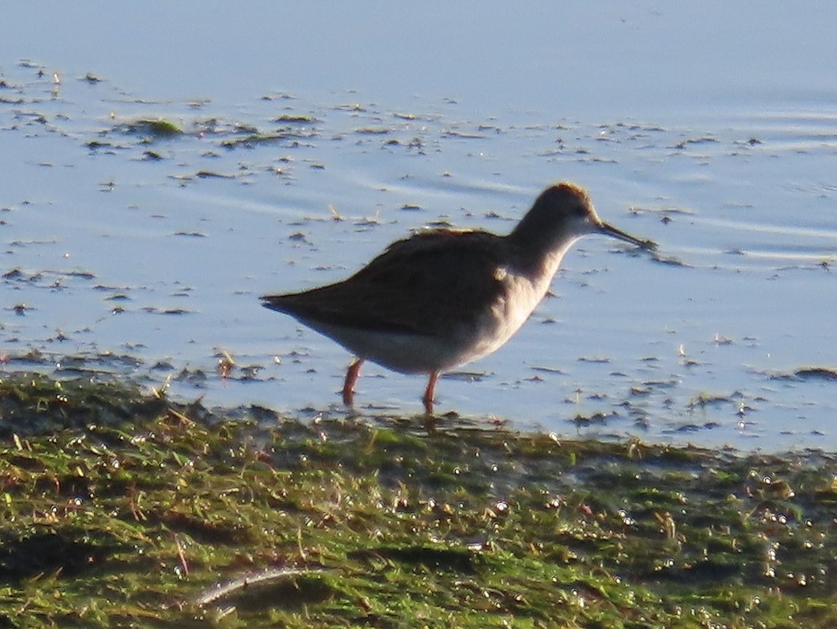 Wilson's Phalarope - ML363467061