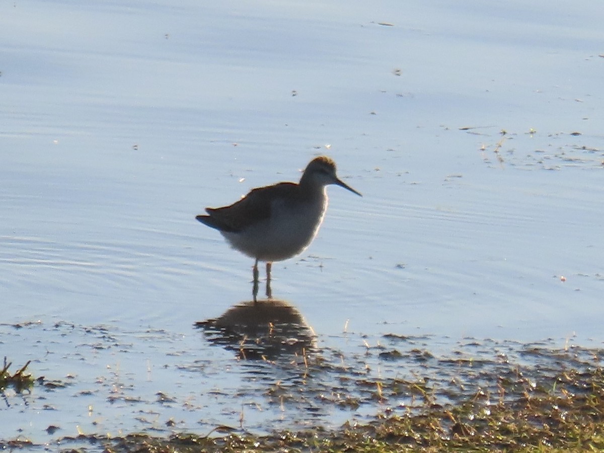 Wilson's Phalarope - ML363467071