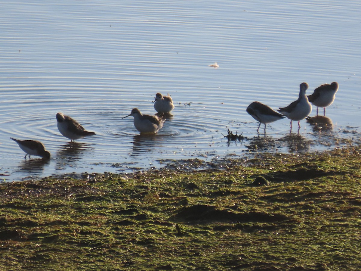 Wilson's Phalarope - ML363467131