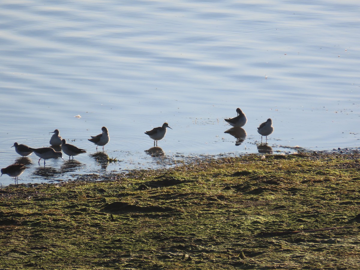 Wilson's Phalarope - ML363467221