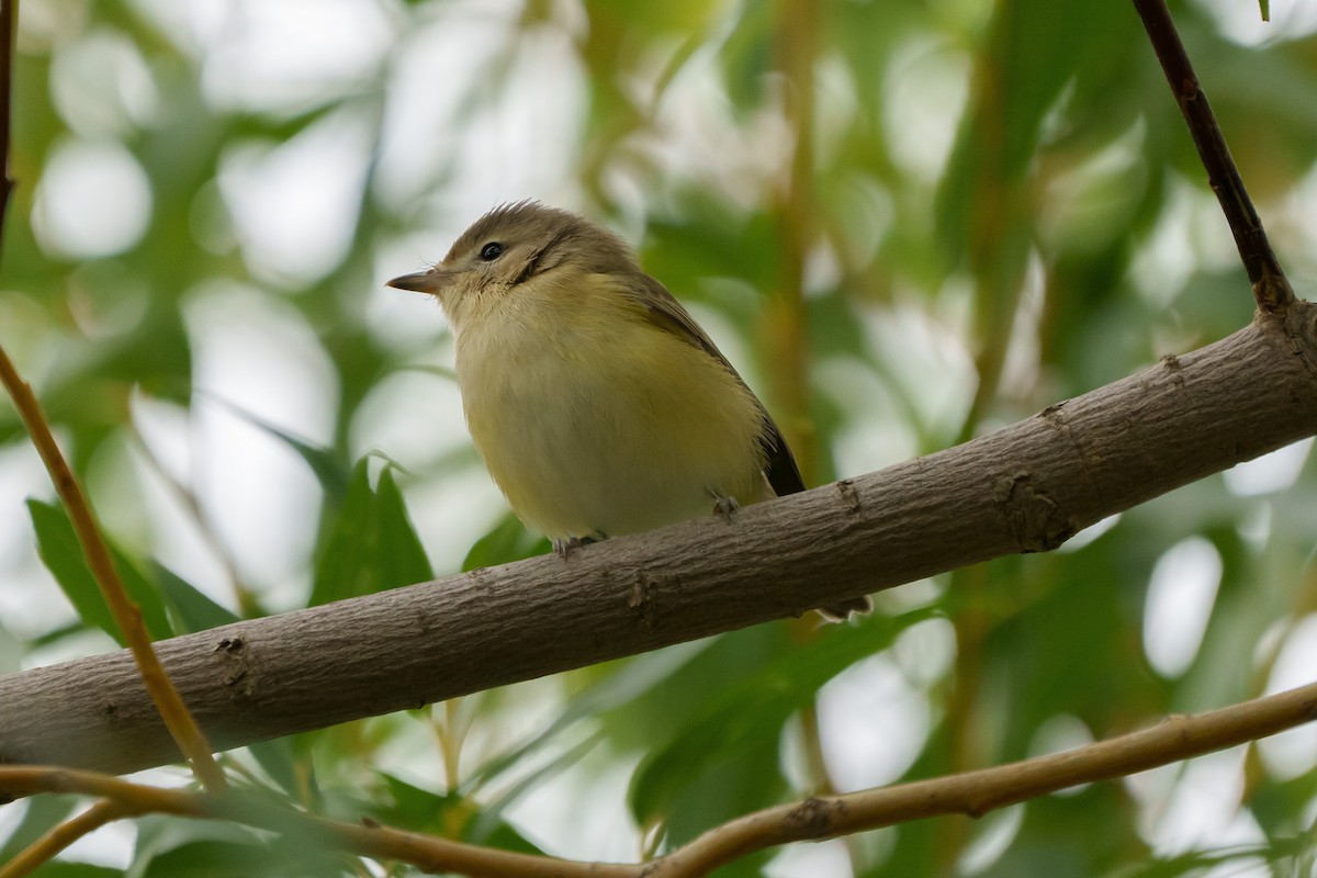 Warbling Vireo - ML363467281