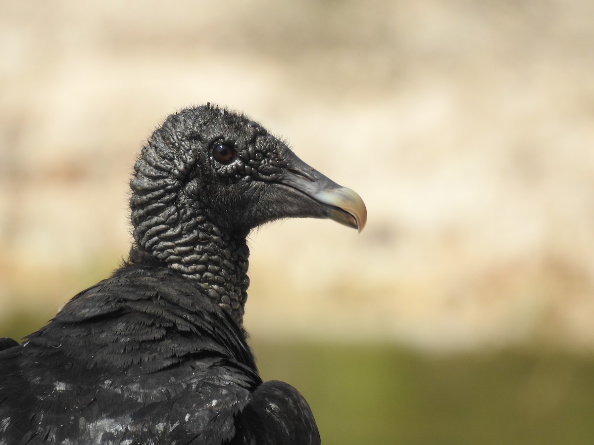 Black Vulture - ML363468041