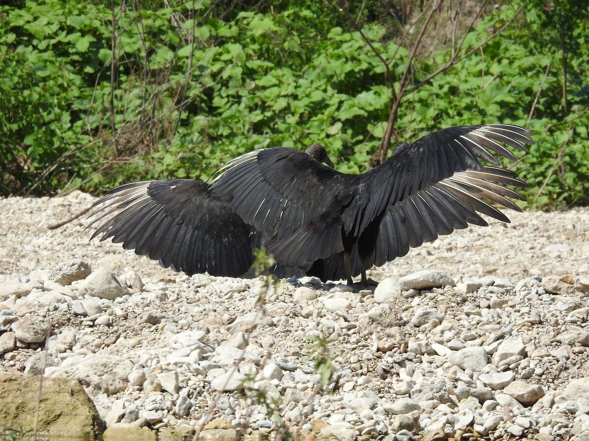 Black Vulture - ML363468121