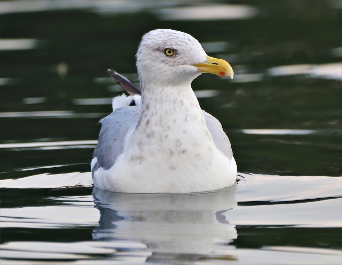 Herring Gull - Eric Patry