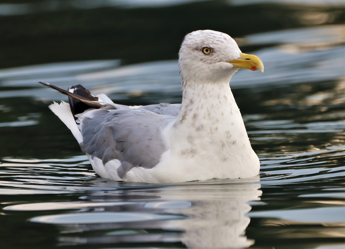 Herring Gull - Eric Patry