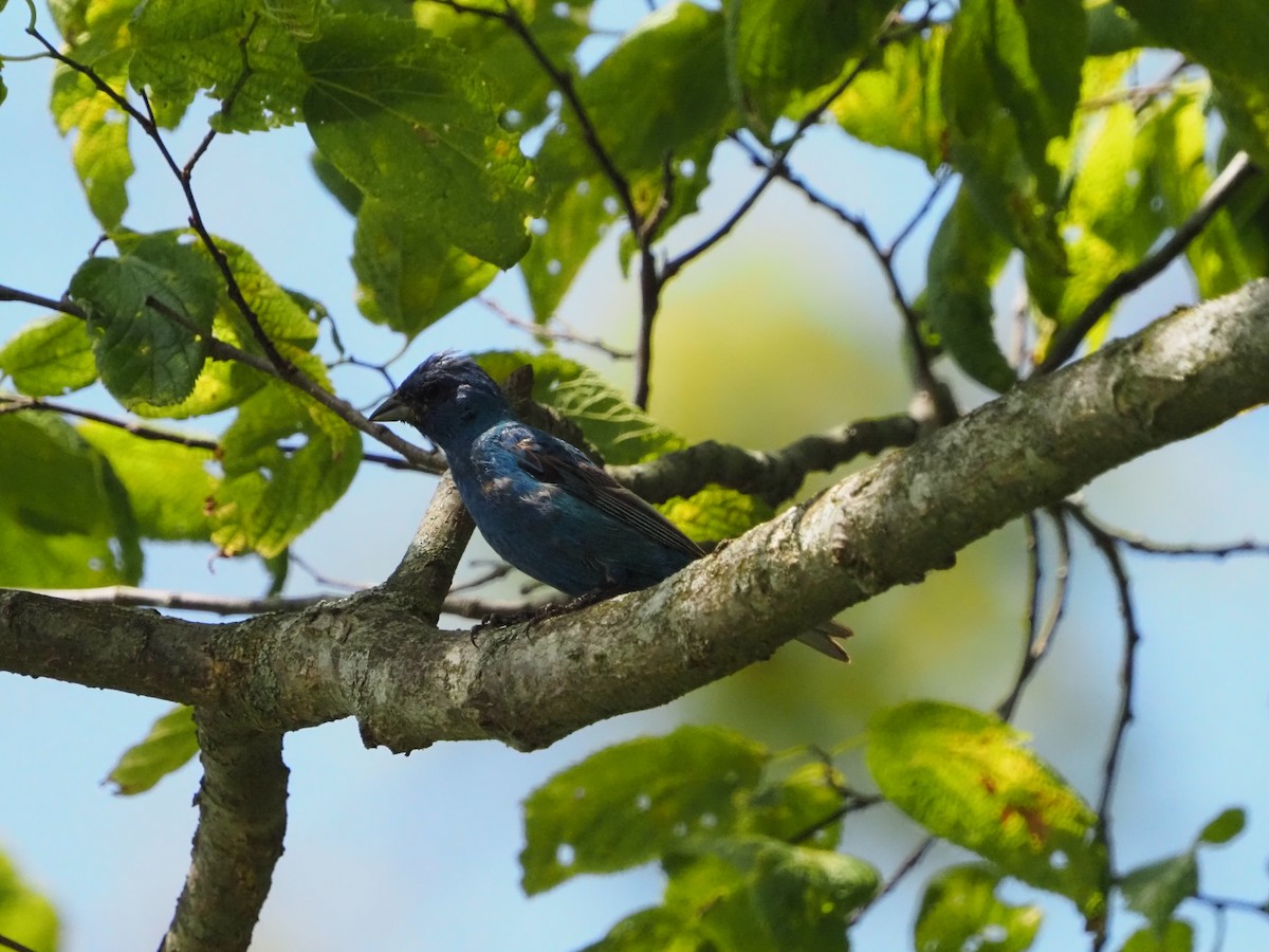 Indigo Bunting - David Zook