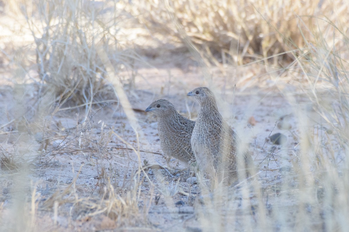 Brown Quail - ML363470591