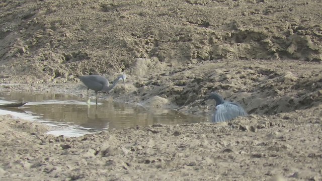 Black Heron - ML363470831
