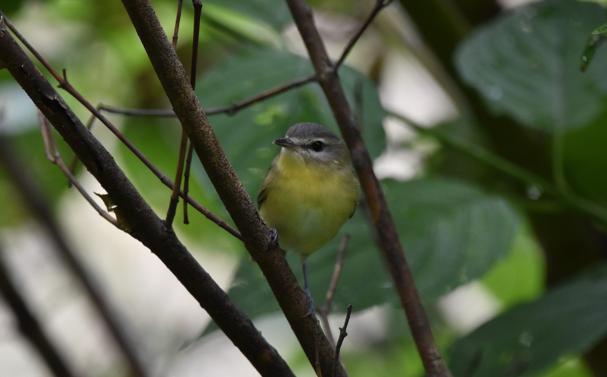 Philadelphia Vireo - ML363472891