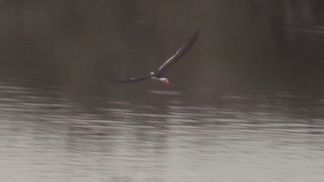 Black Skimmer - ML363474791