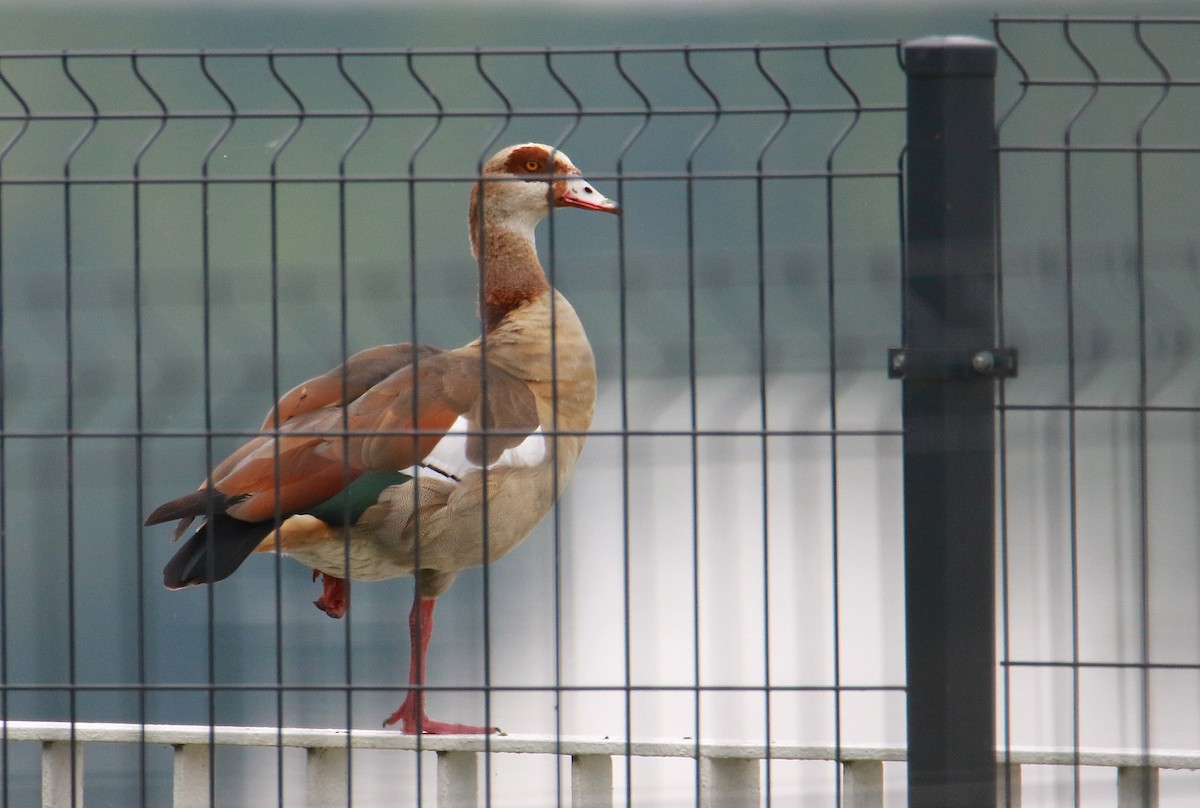 Egyptian Goose - ML363475381