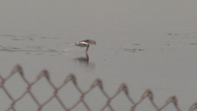 Black Skimmer - ML363475881