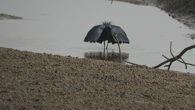 Black Heron - ML363476691